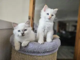 Hellig birma/ragdoll blandinger 
