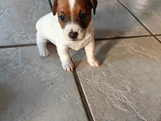 Jack Russell Terrier hvalpe 
