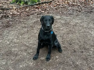 Labrador hvalp sælges