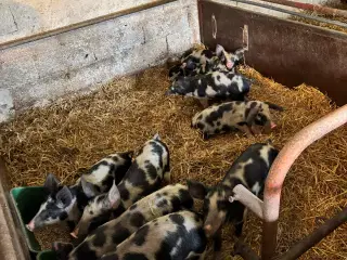 Gl. broget landrace grise sælges