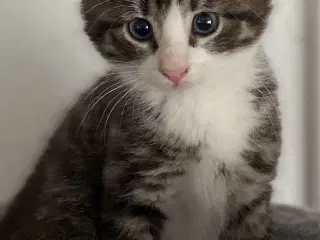 Sød og legesyg Flaskekilling