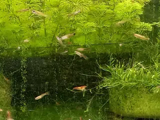 Guppy-yngel /guppy unger sælges