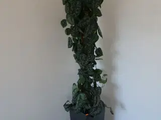 Plante i krukke