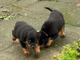 Rottweiler hvalpe 