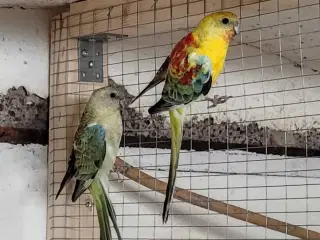 Sang parakit 