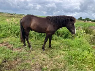 Ponyhingst 1 år, 