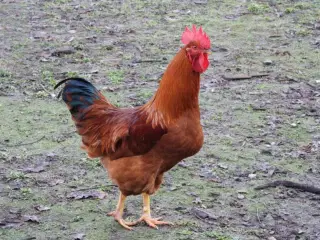 Haner  blandet racer 