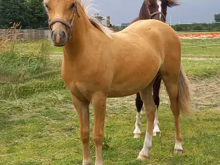 Welsh part breed hoppeplag