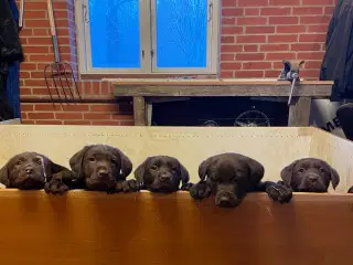 Brune labrador hvalpe