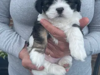 Lhasa apso hvalpe DKK 