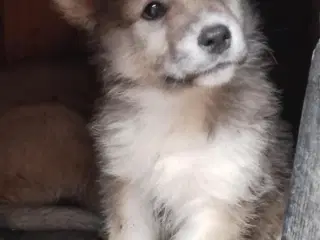 Husky blandninger