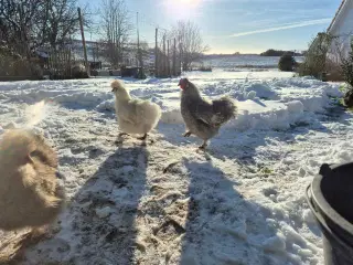 Silkehane - tam dværg silke