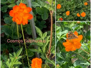 Sommerblomst frø: Cosmos Sulphureus  Cosmos Orange