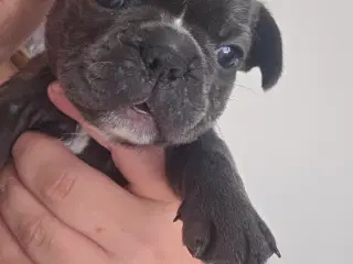 Fransk Bulldog hvalpe 
