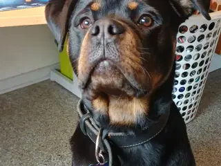 rottweiler