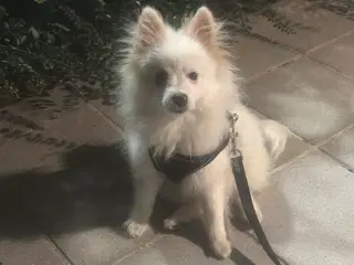 Sød Pomeranian søger et nyt hjem