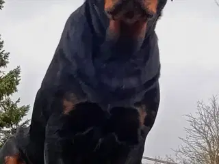 Lækker rottweiler/ 12 % Cane Corso tæve 8 mdr
