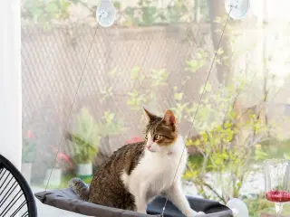Hængende kat hængekøje Catlax InnovaGoods