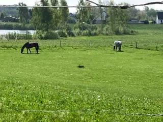 Næsten all invlusive