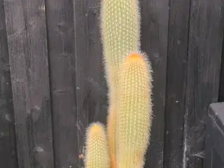 Kaktus 