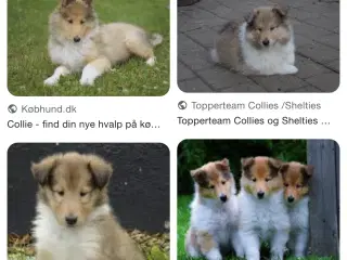 i-b | Hunde | GulogGratis - Hundehvalpe / Familiehund / Vagthund Køb en hund - GulogGratis.dk