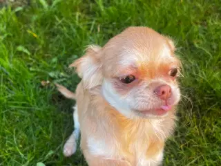Chihuahua Hvalper 