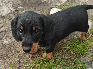 Gravhunde hvalpe.