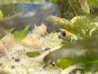 Albino pansermaller