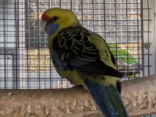 Gul Rosella