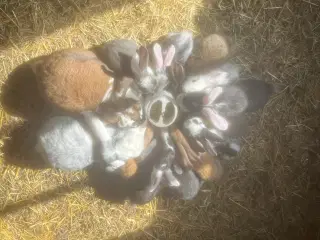 Kaninunger til salg