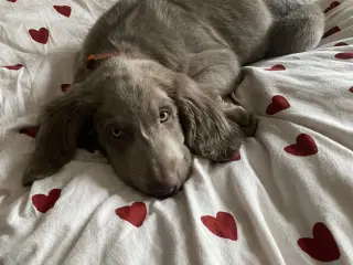 Langhåret Weimaraner hvalpe
