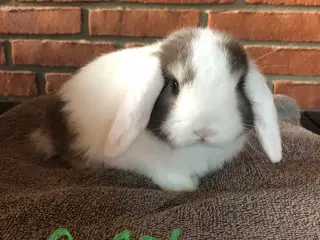 Minilop KANINUNGE sælges