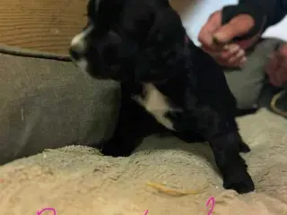FT cocker spaniel 