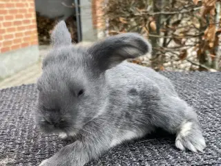 FRANSK VÆDDER HAN VILDTBLÅ