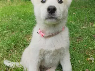 Alaska Malamute Chow Chow tjekkiske ulvehund husky