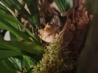 Kronegekko med terrarie