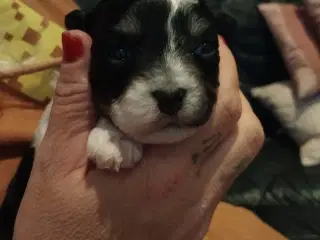 Lækre hvalpe klar til at flytte d 1/3