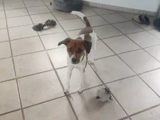 Dansk svensk gårdhund 