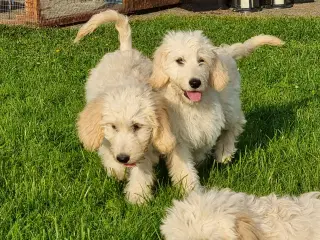 skønheder Golden doodle hvalpe