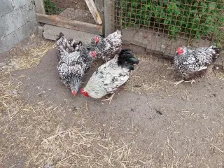 Wyandotter 