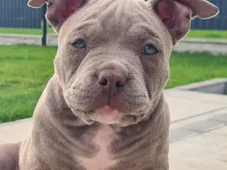 American Bully Pocket -  lilla pige :-)