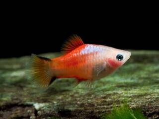 Platy ananas