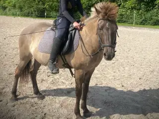 Islænder 
