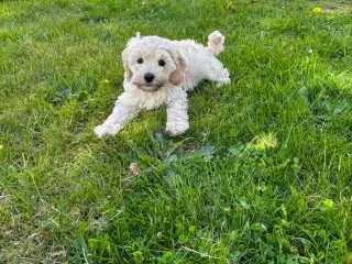 Cockapoo Hvalpe