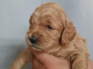Super lækre Cockerpoo 