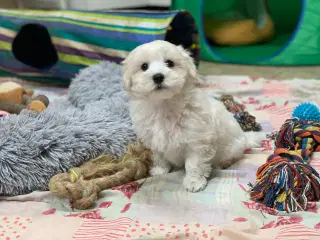 Fin Maltipoo dreng er rejseklar  !