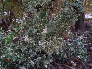 Benved Emerald Gaiety - stedsegrønne buske