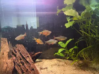 Norske flag tetra 6 stk byttes med neonfisk eller 