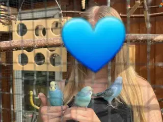 Undulat unger
