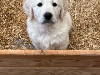 Golden Retriever hvalpe